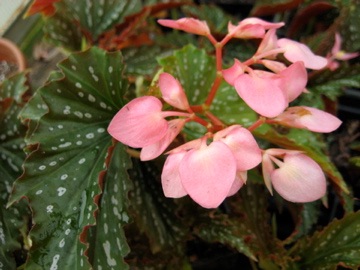 B. ‘Barbara Rose’