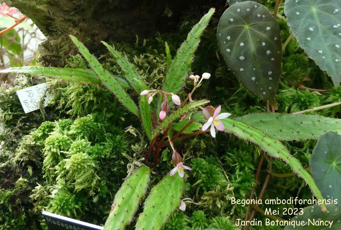 B. ambodiforahensis