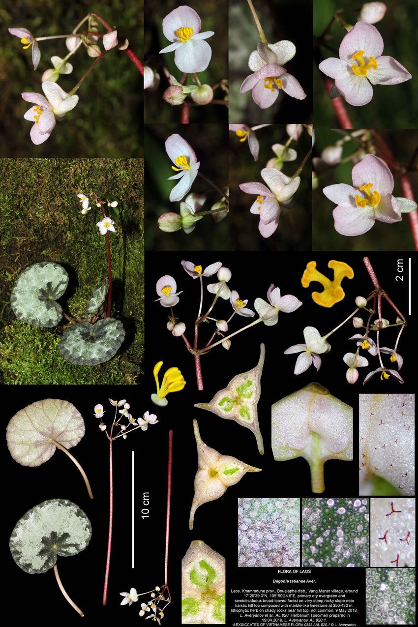 B. tatianae