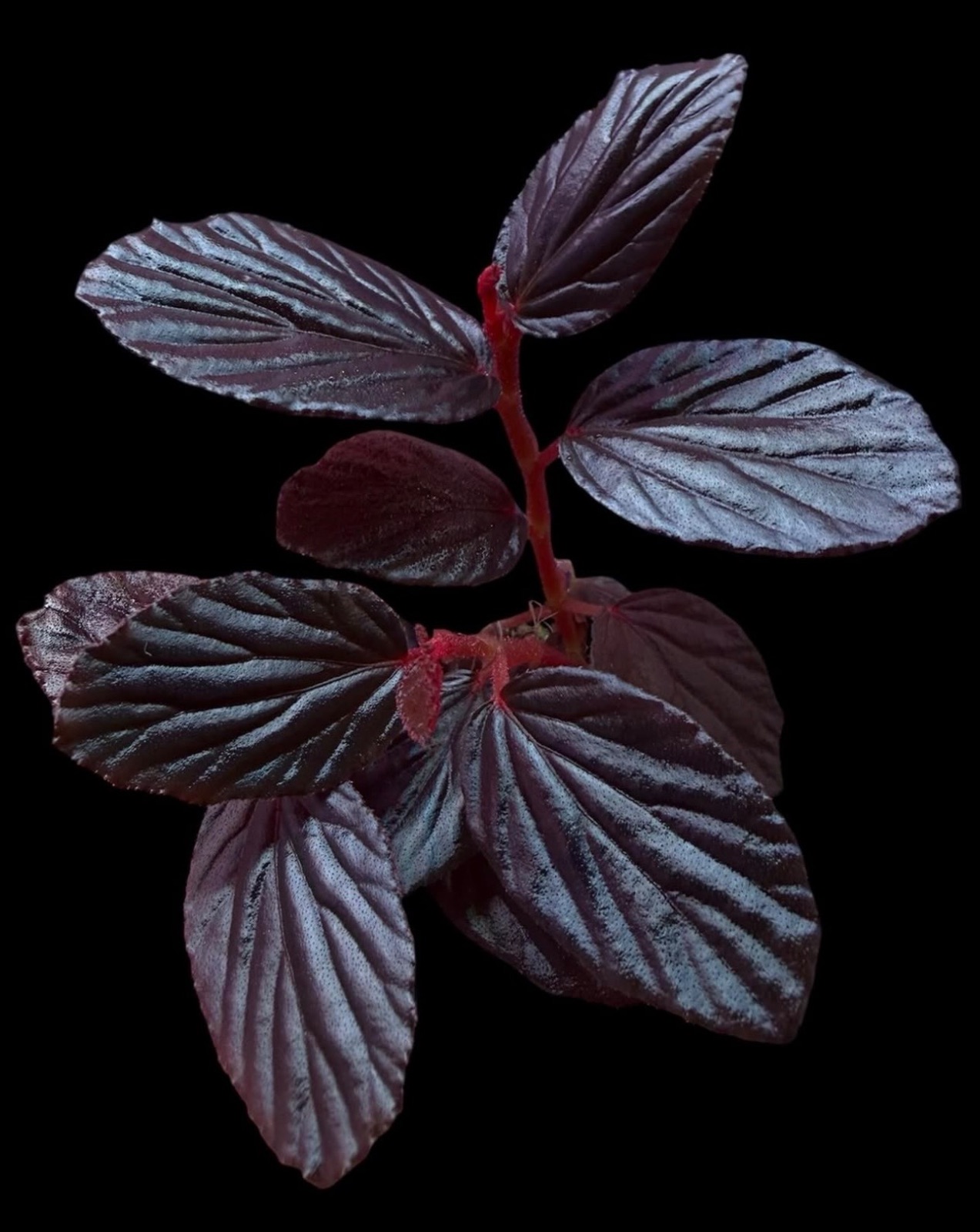 B. inggitiae