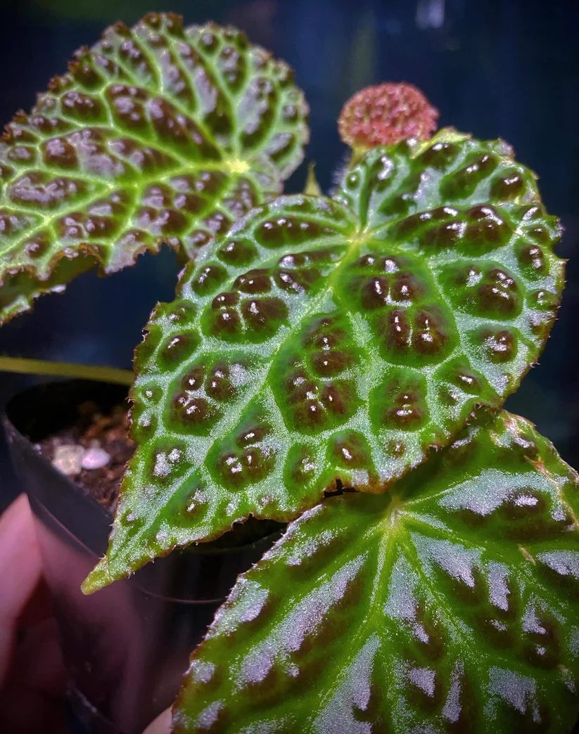 B. dracopelta