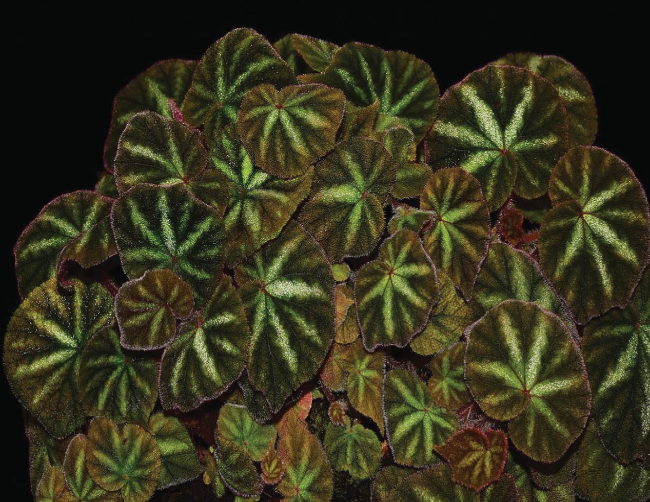 B. zhongyangiana