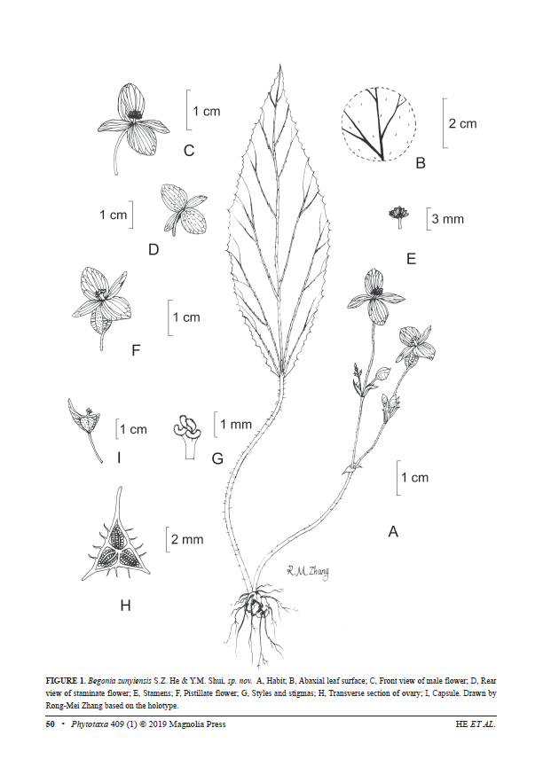 B. zunyiensis