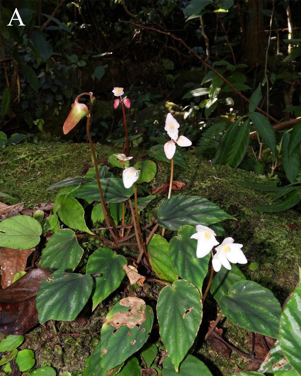 B. dicressine