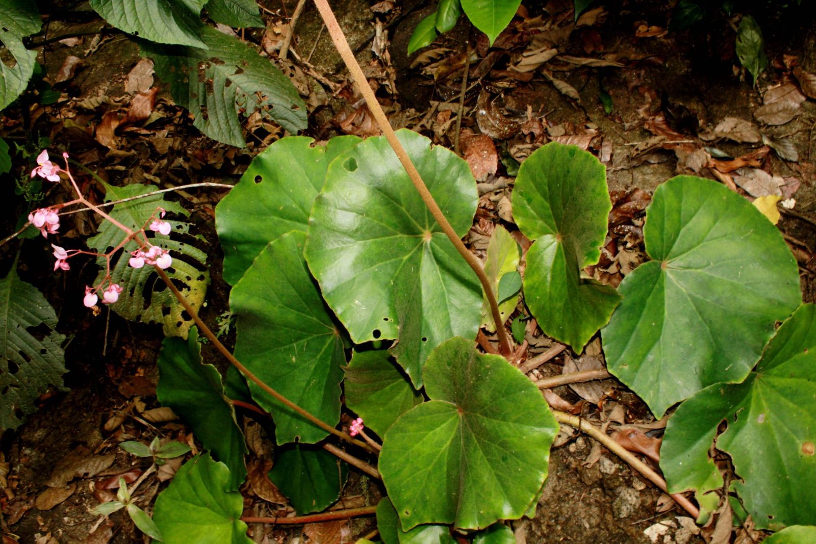 B. bachulkarii