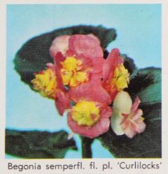 B. ‘Curlilocks’