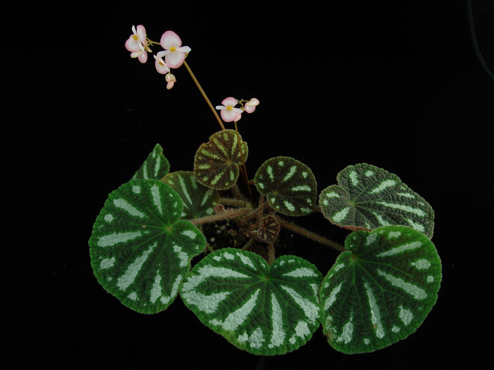 B. lui