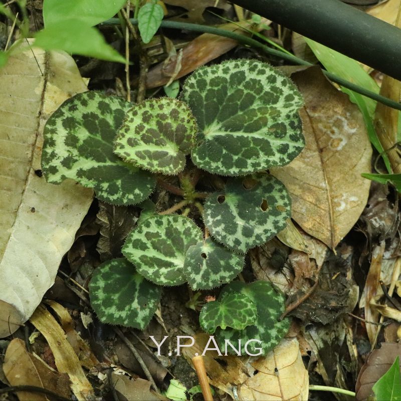 B. cabanillasii