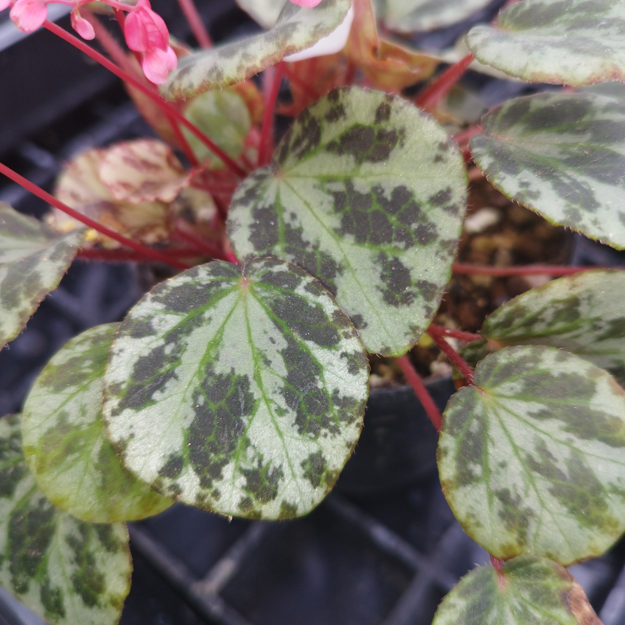 B. beijnenii