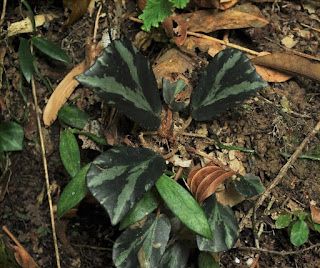 B. truncatifolia