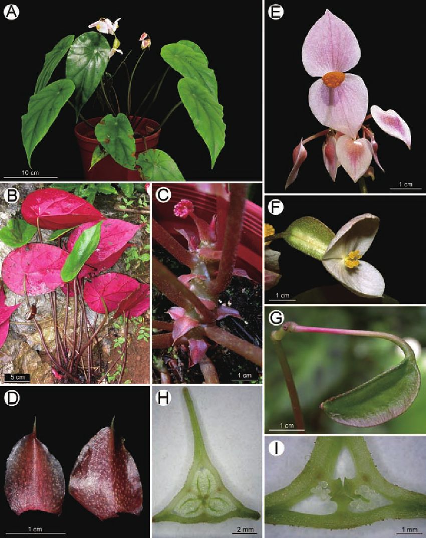 B. wangii