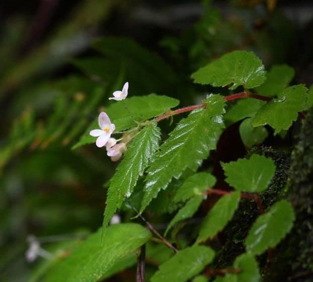 B. depingiana