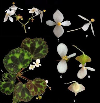 B. robii