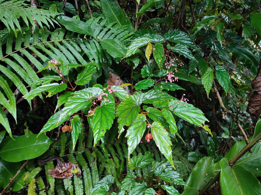B. benitotanii