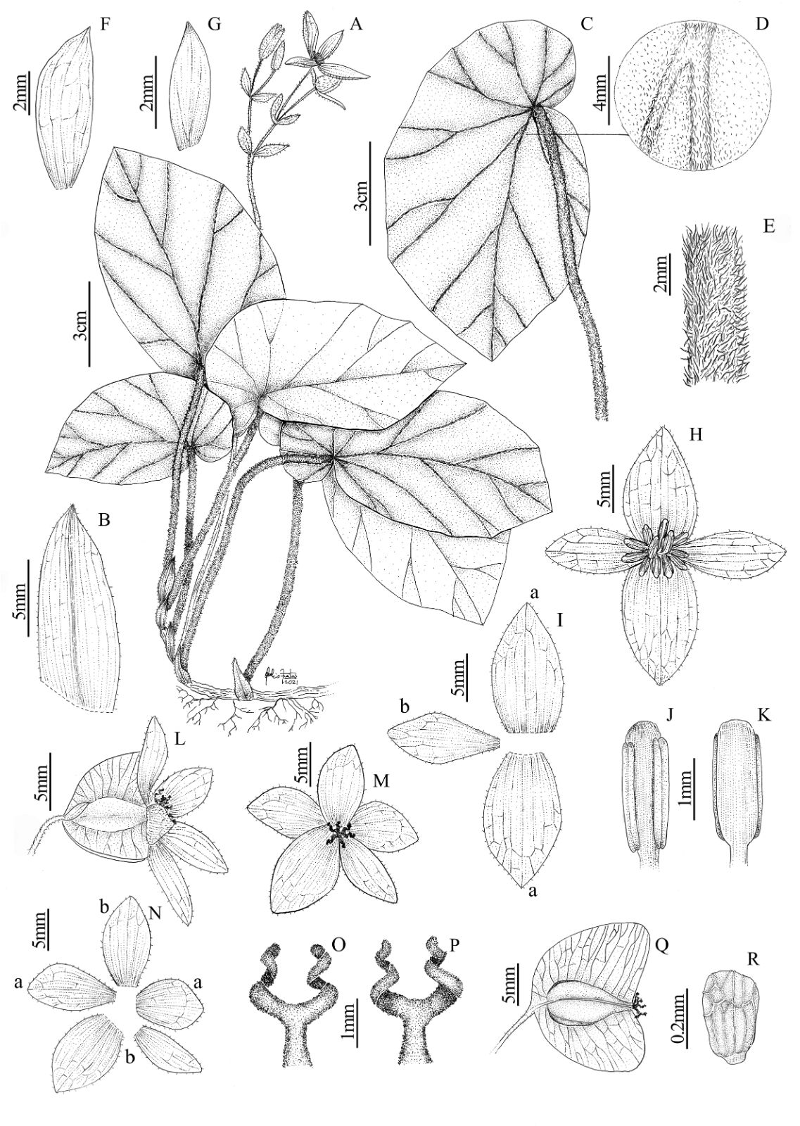 B. castrosouzae