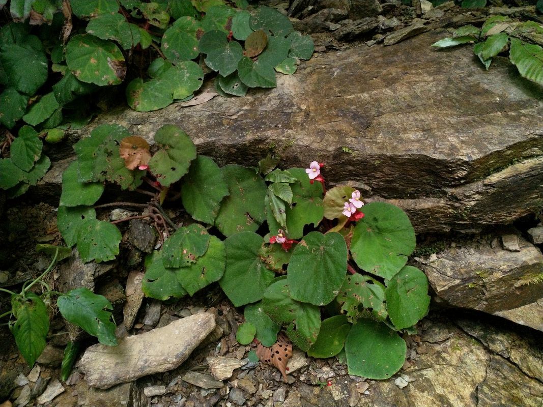 B. obscuribracteata