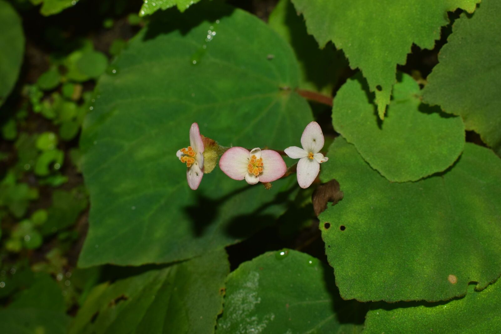 B. arunachalensis