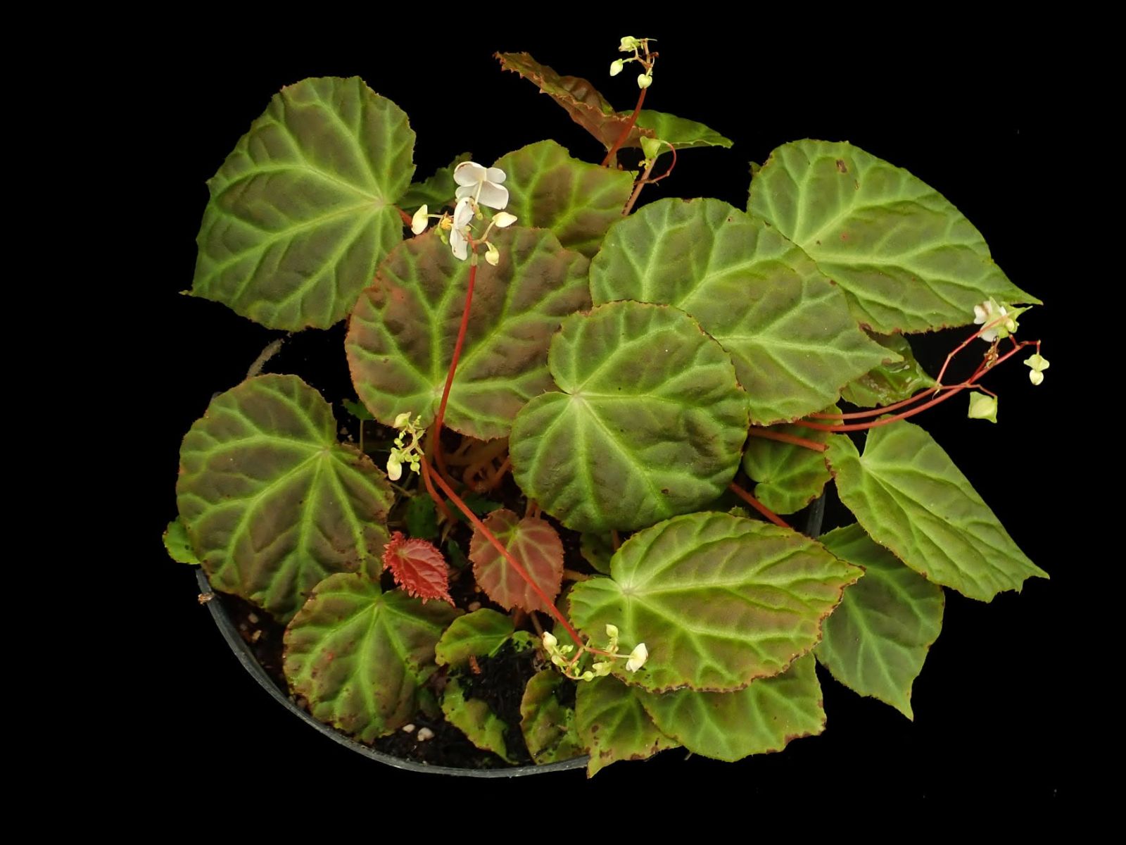 B. perunggufolia