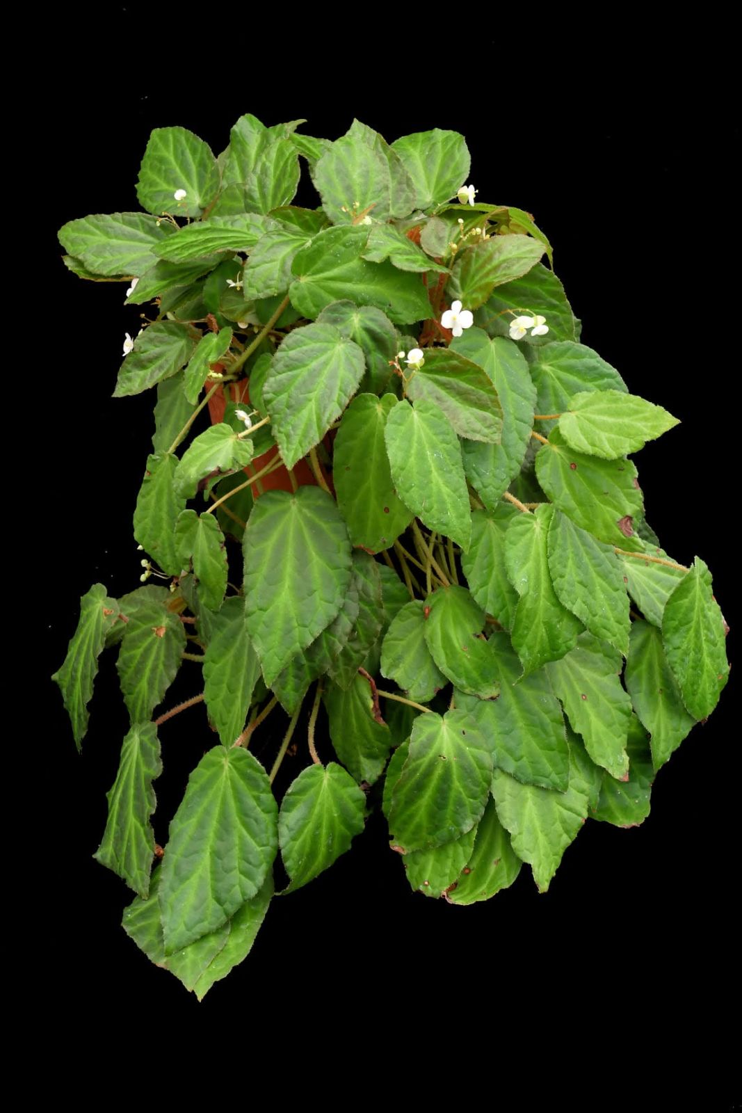 B. panjangfolia