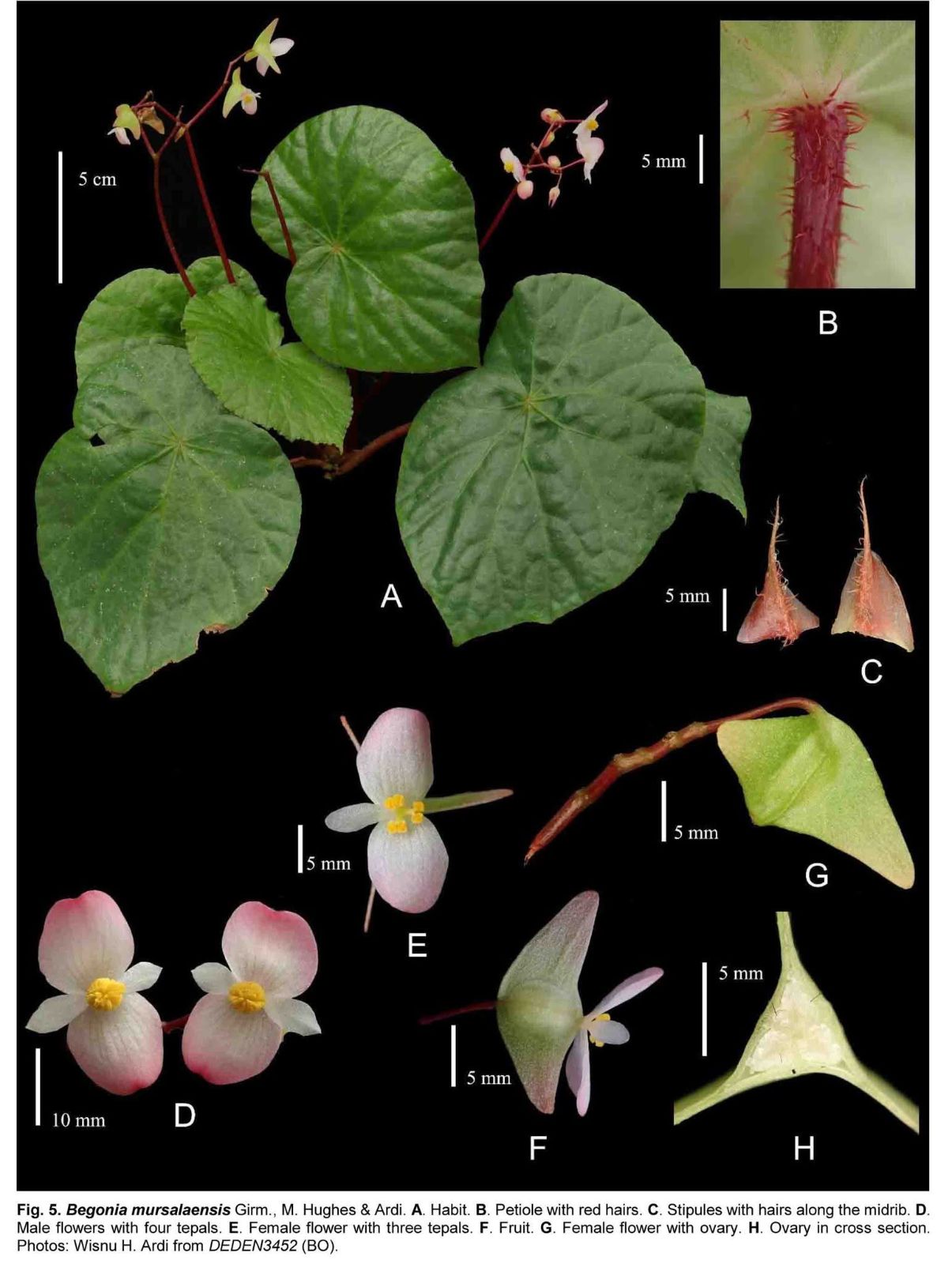 B. mursalaensis