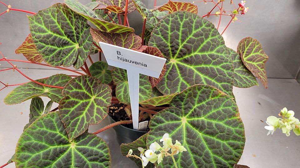 B. hijauvenia