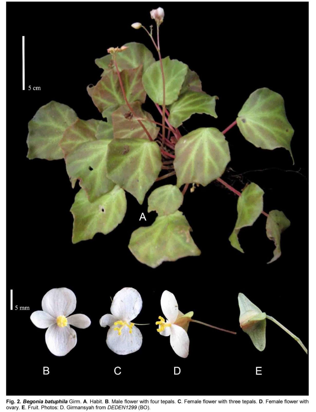 B. batuphila