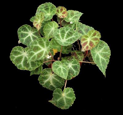 B. araneumoides