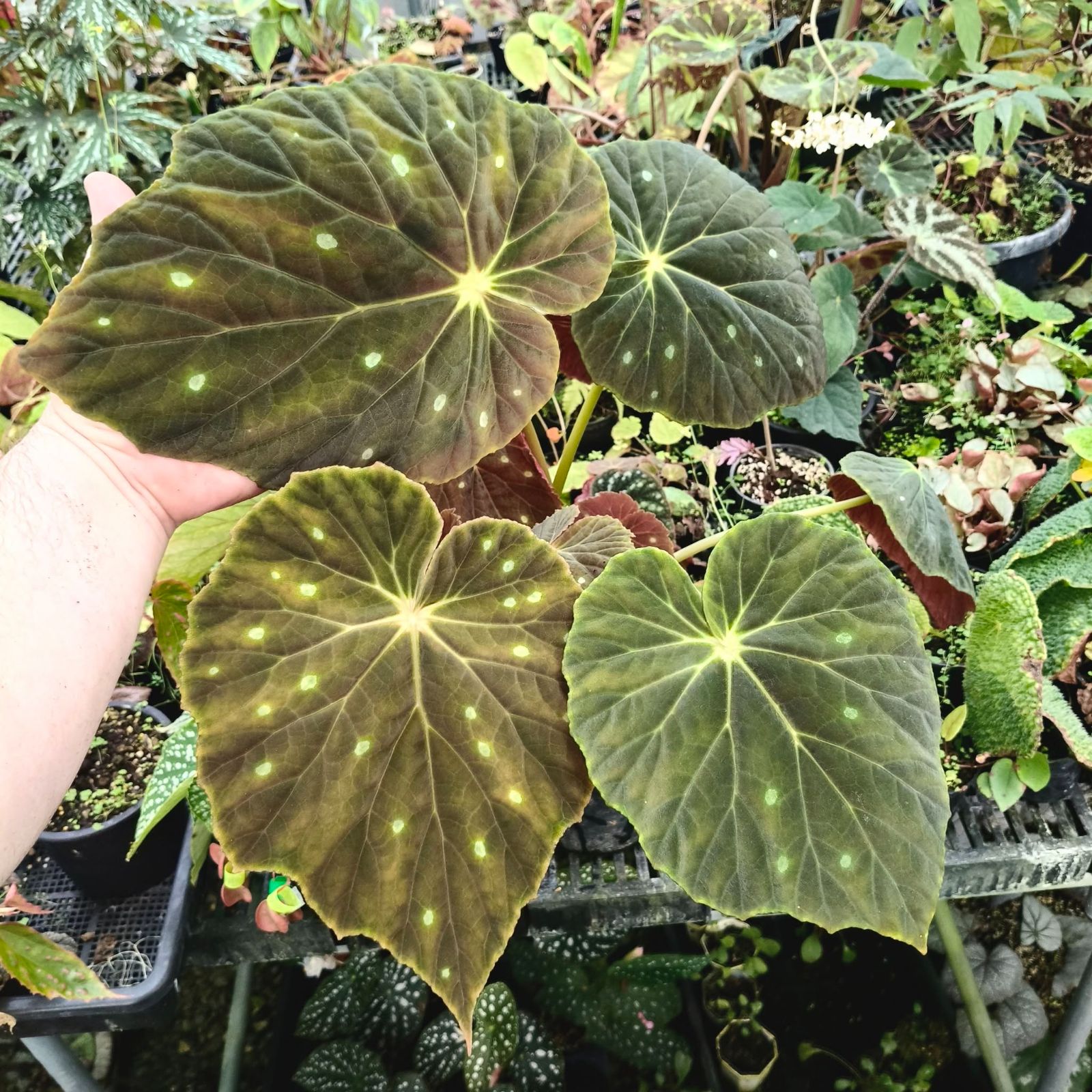 B. erythrofolia