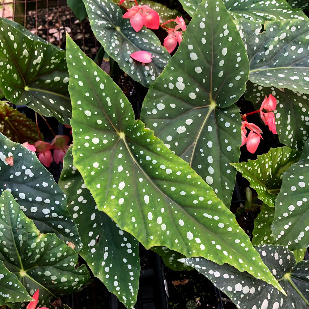 B. ‘Margaret Heppel ’