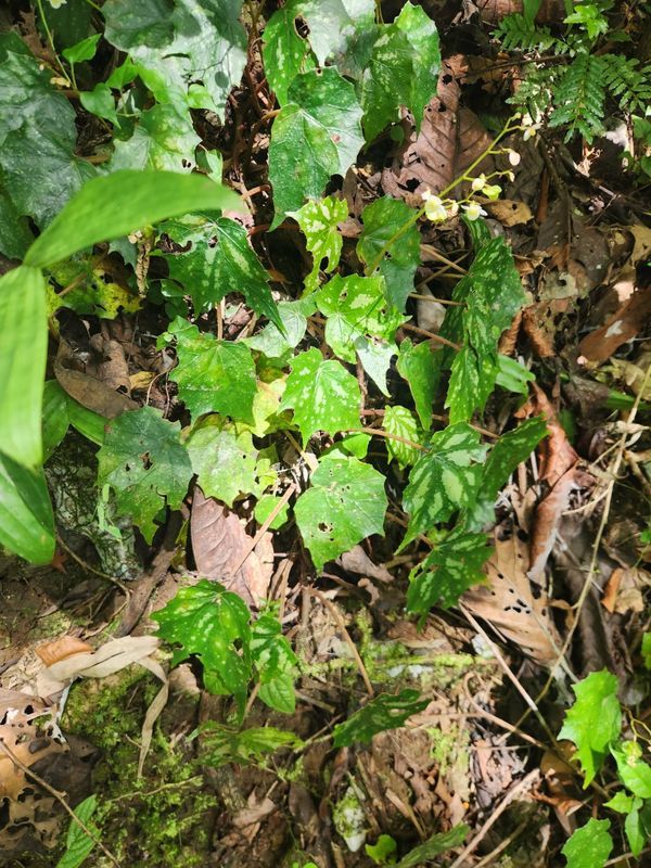 B. burabod