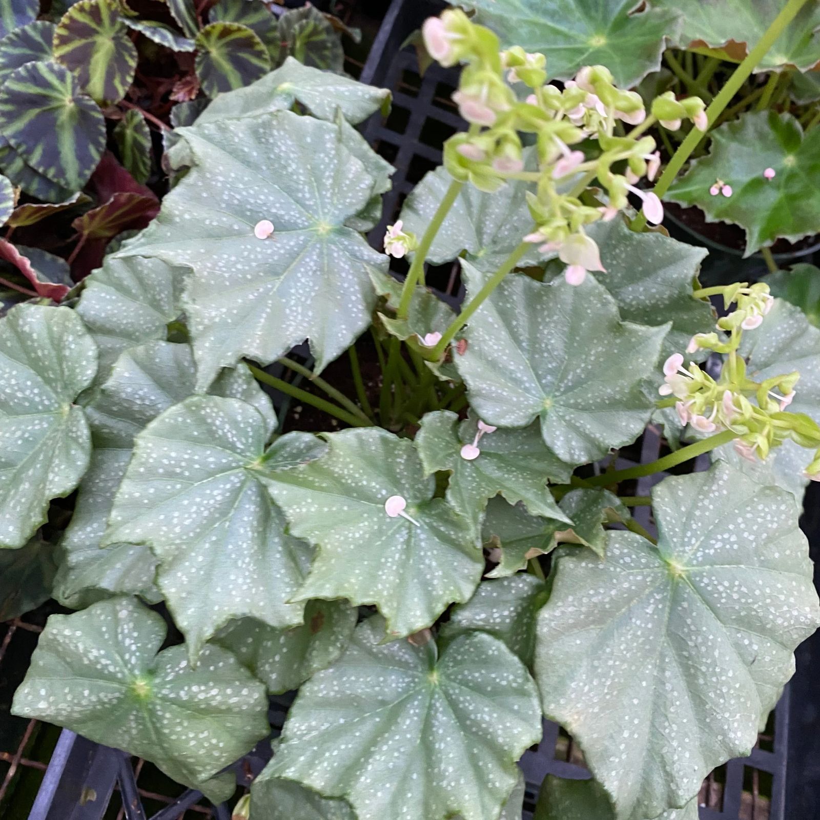 B. ‘Steve's Leaves Green Knight’
