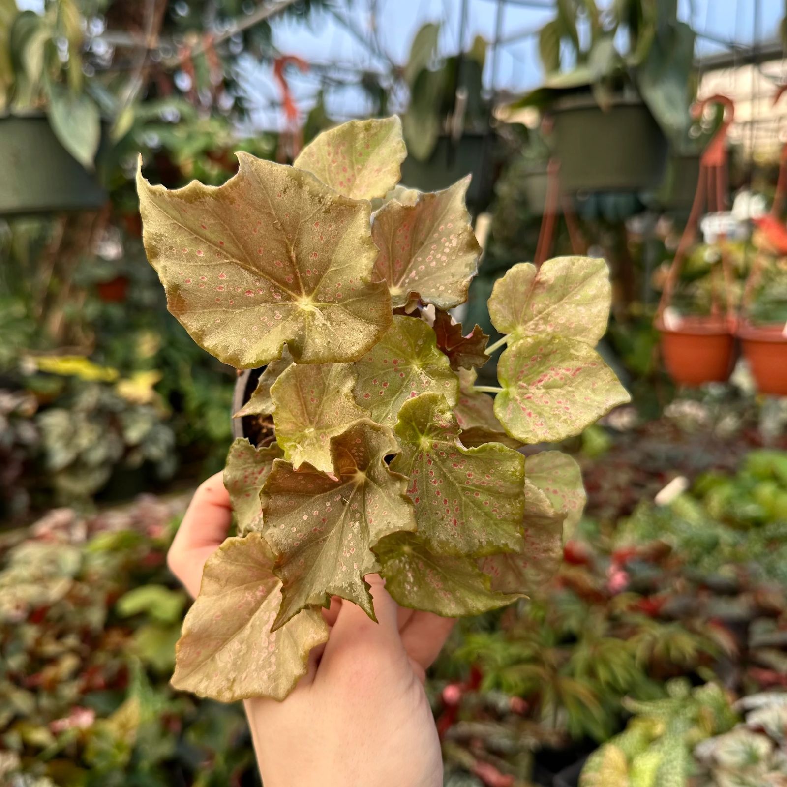 B. ‘Steve's Leaves Dorian Gray’