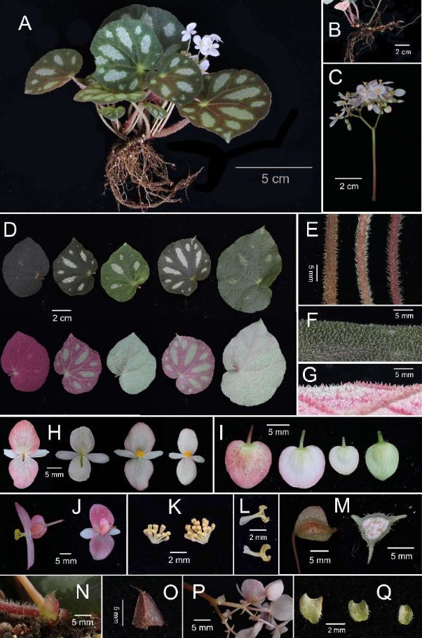 B. floriprolifera