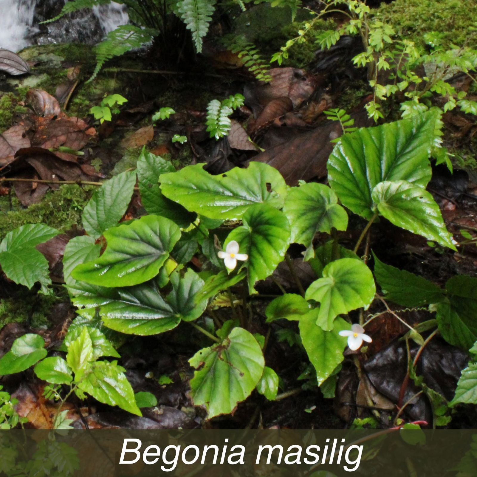 B. masilig