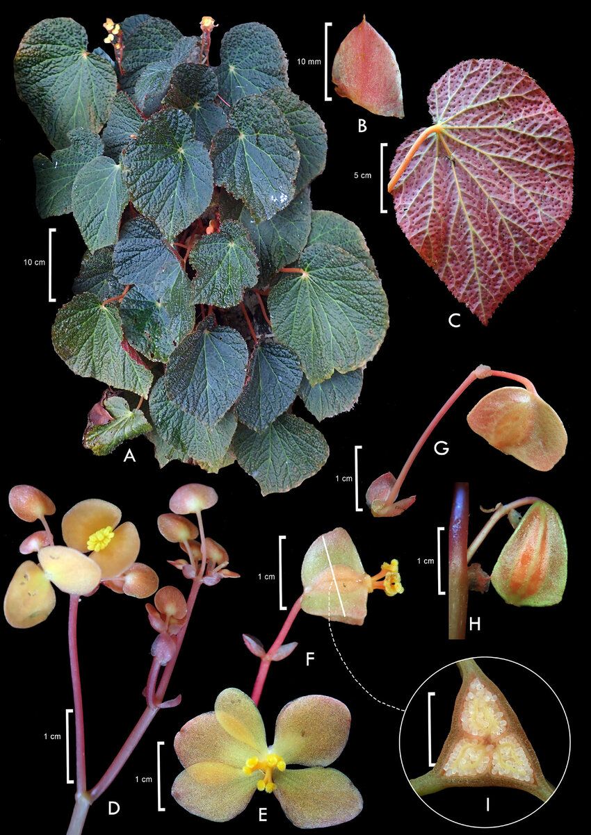 B. labengkiensis