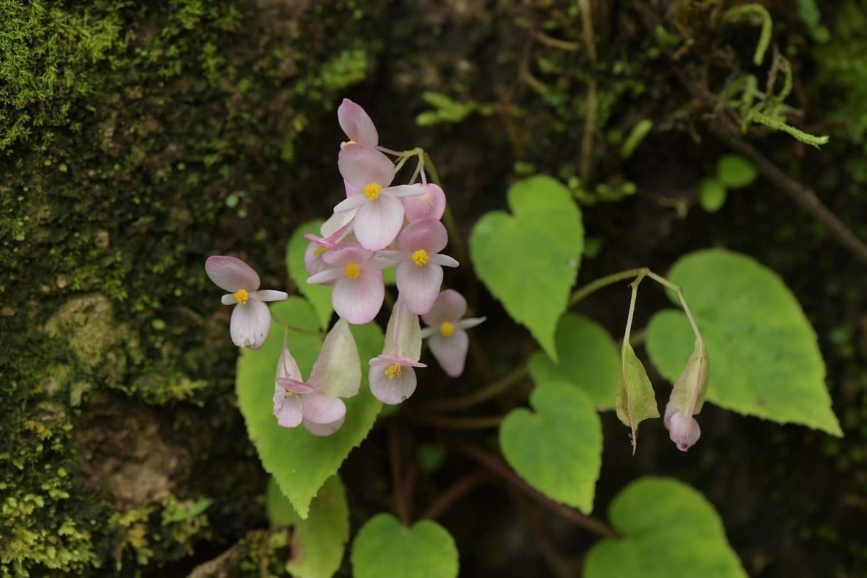 B. sirindhorniana