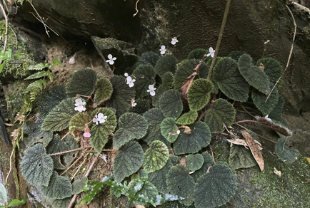 B. thanhquyetii