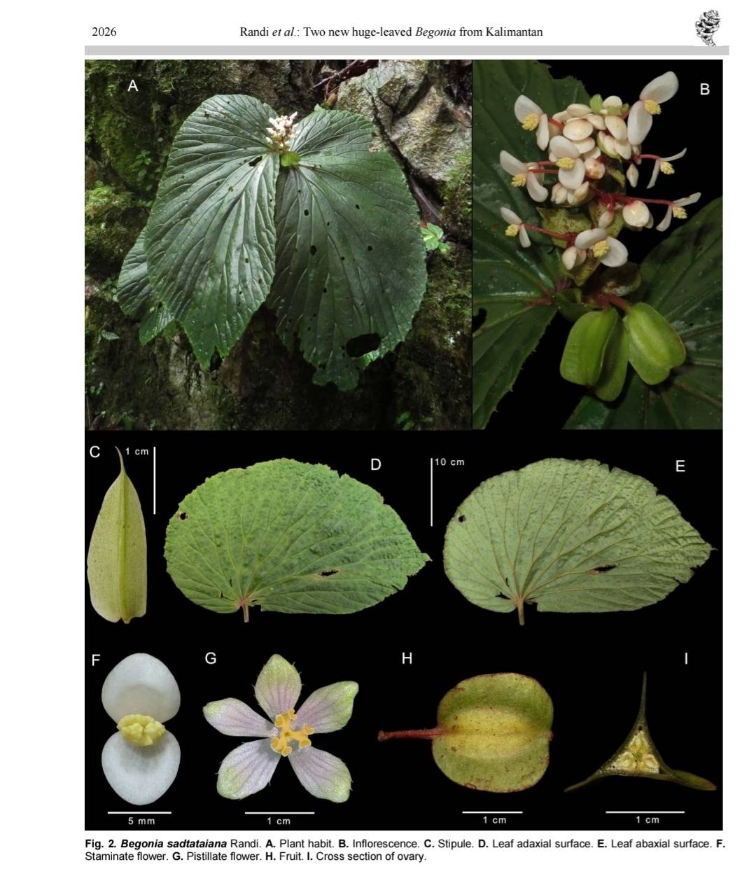 B. sadtataiana