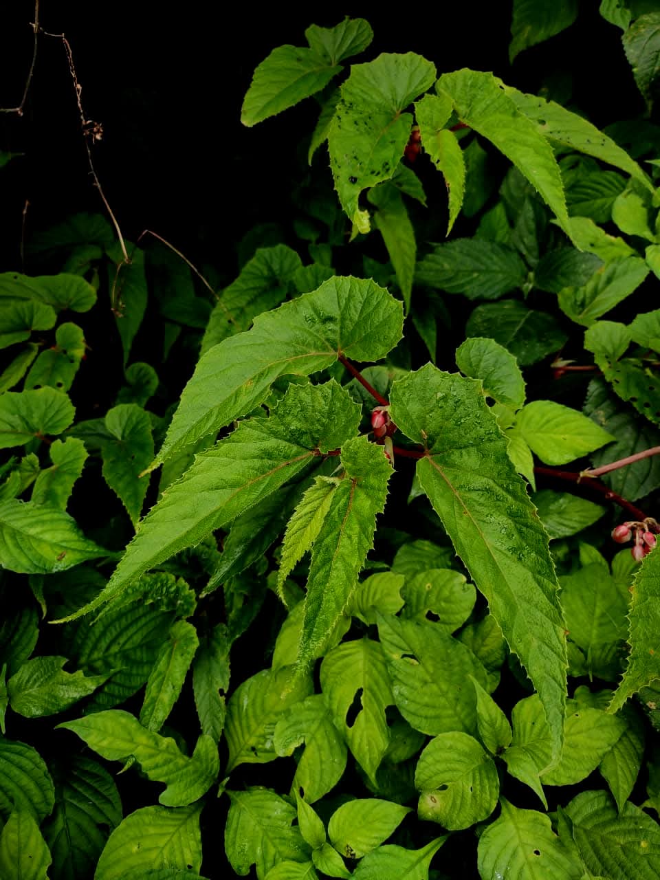 B. mizoramensis