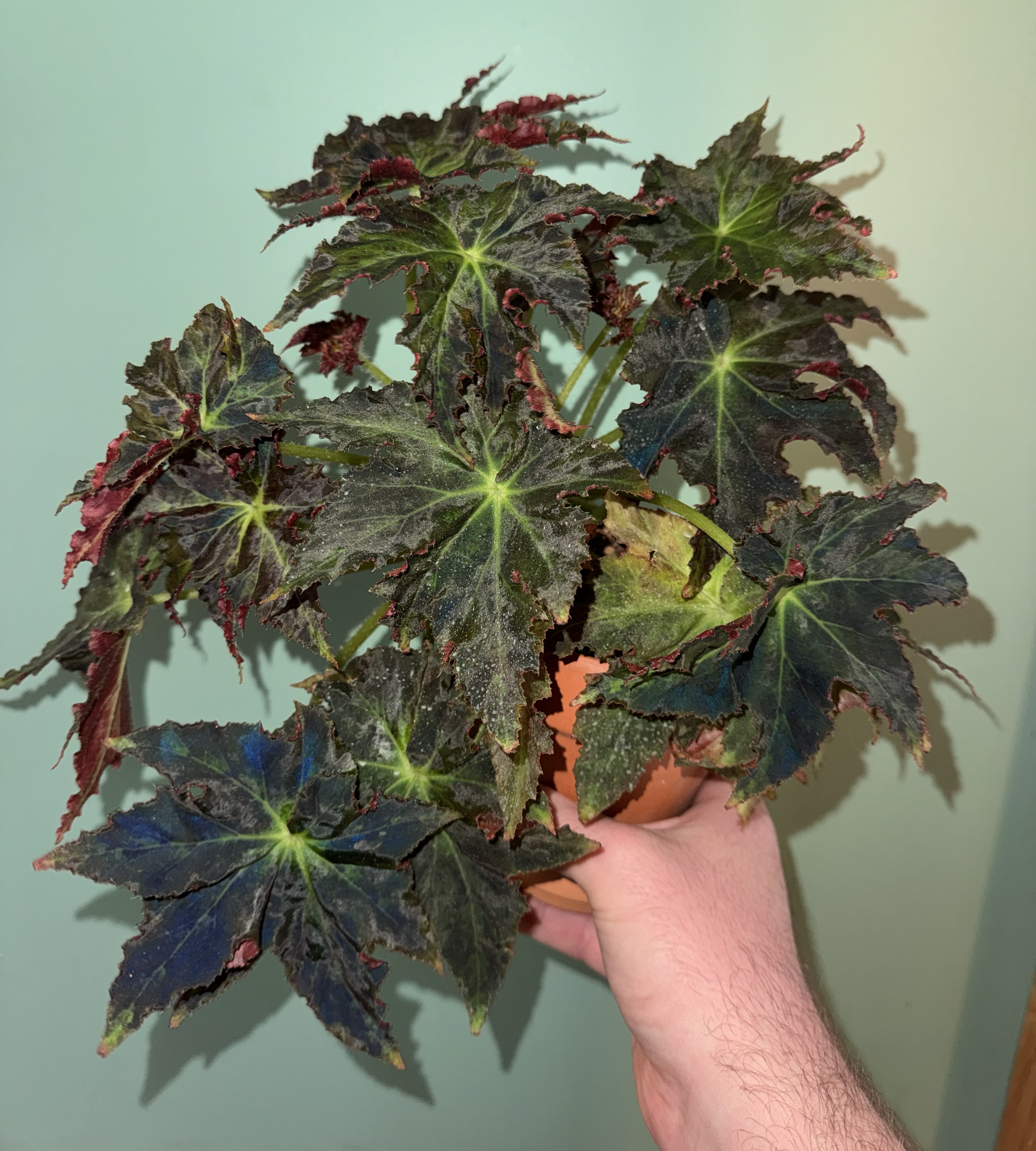 B. 'Papaya Leaf'