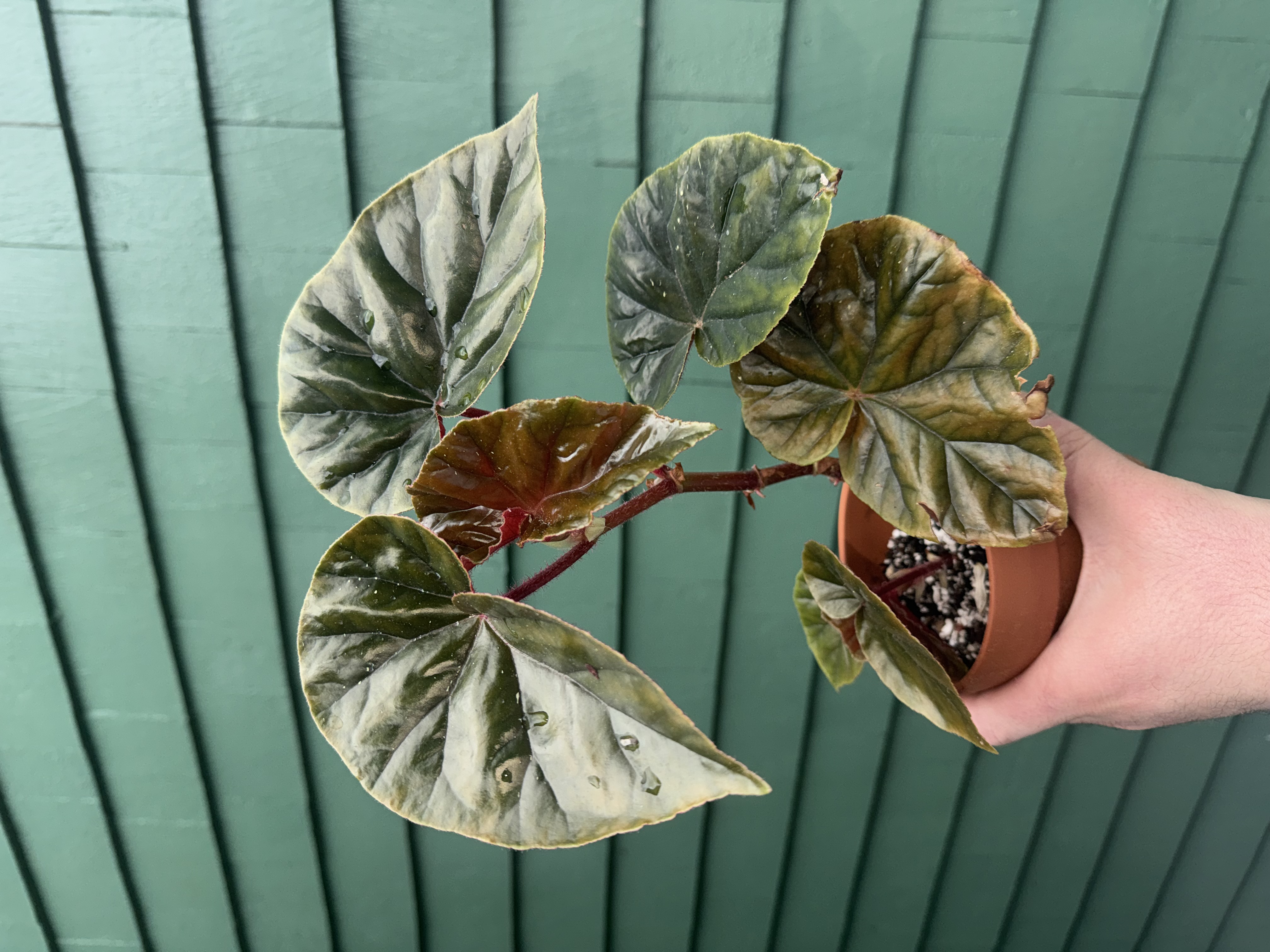 B. 'Lewisii'