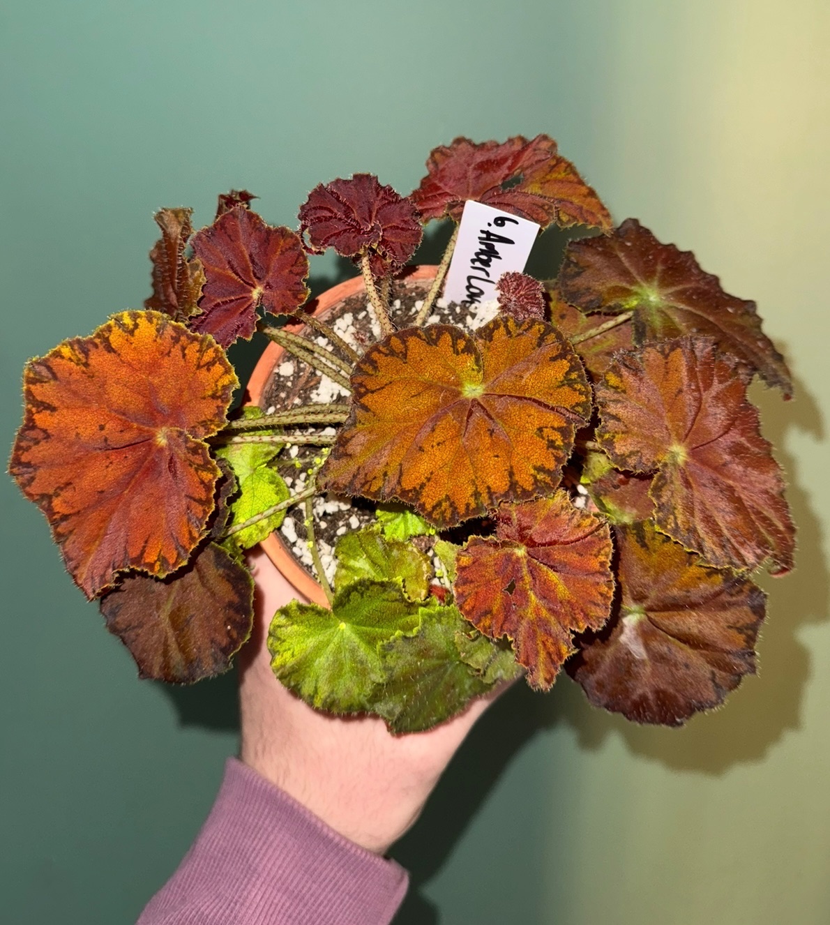 B. 'Amber Love'