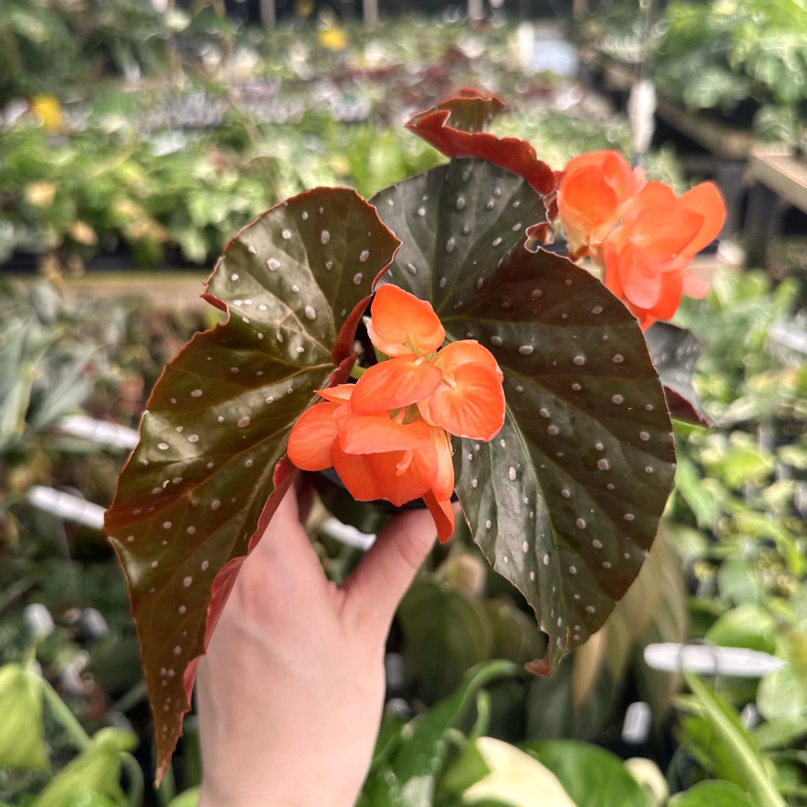 B. 'Harmony's Aurora'