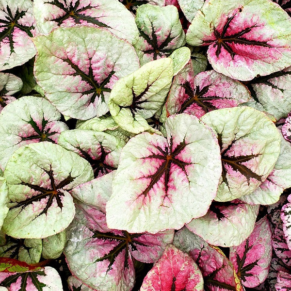 B. 'Steve's Leaves Paradox'