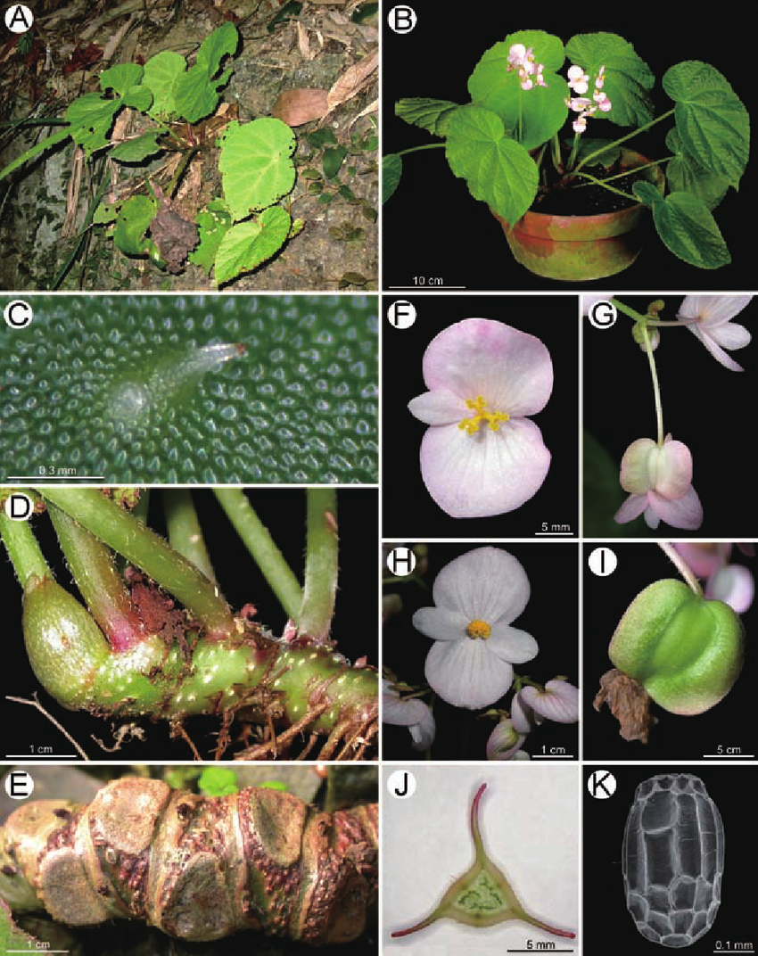 B. pseudodaxinensis