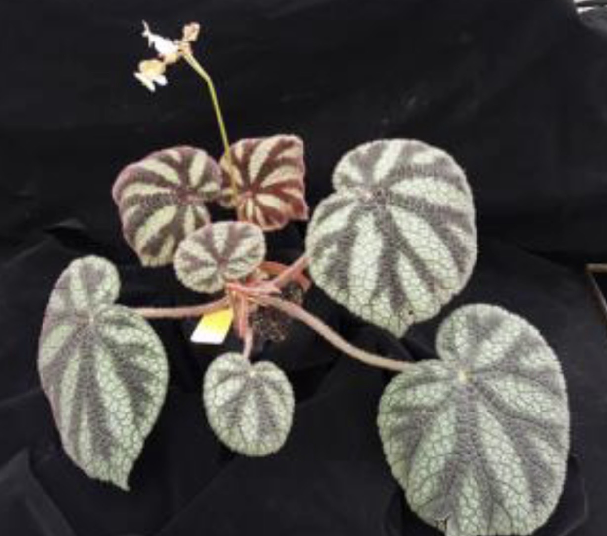 B. ‘Masokui’