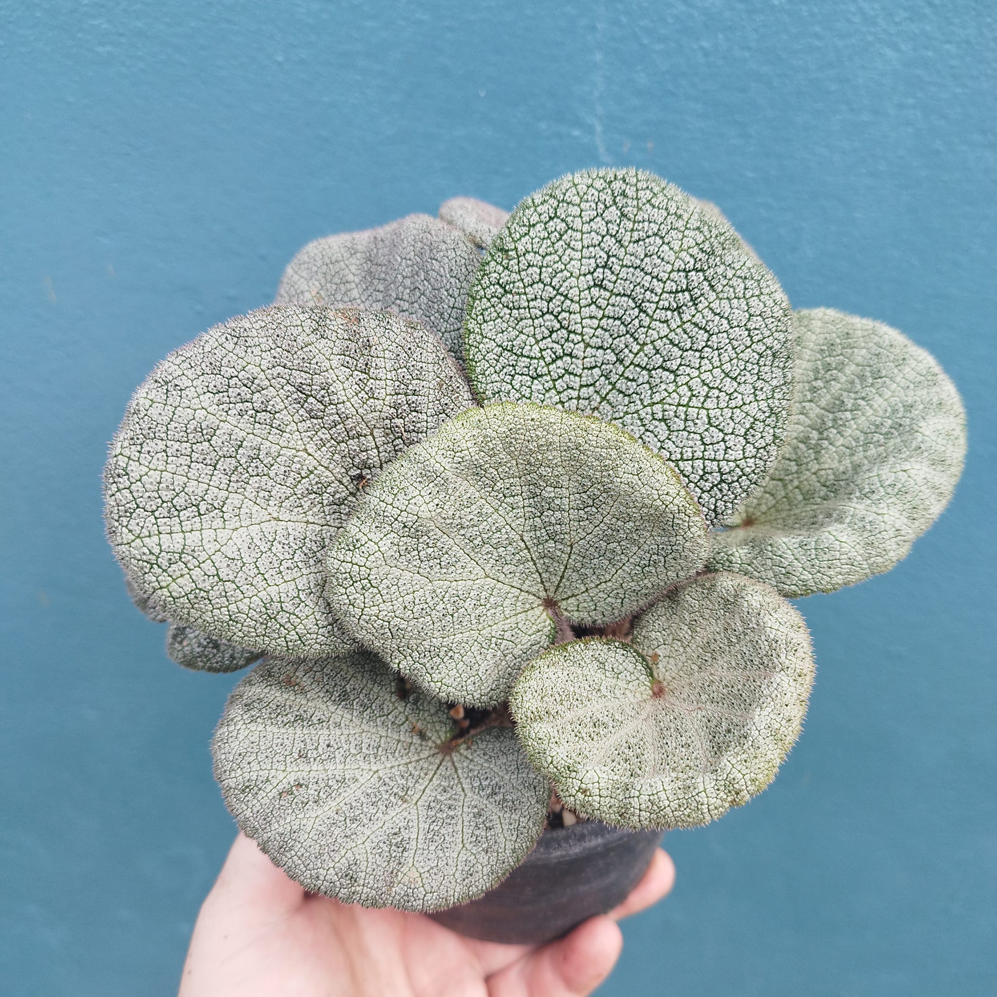 B. 'Emperor Parasol'