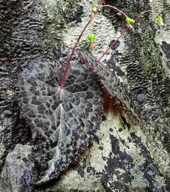 B. kayinensis