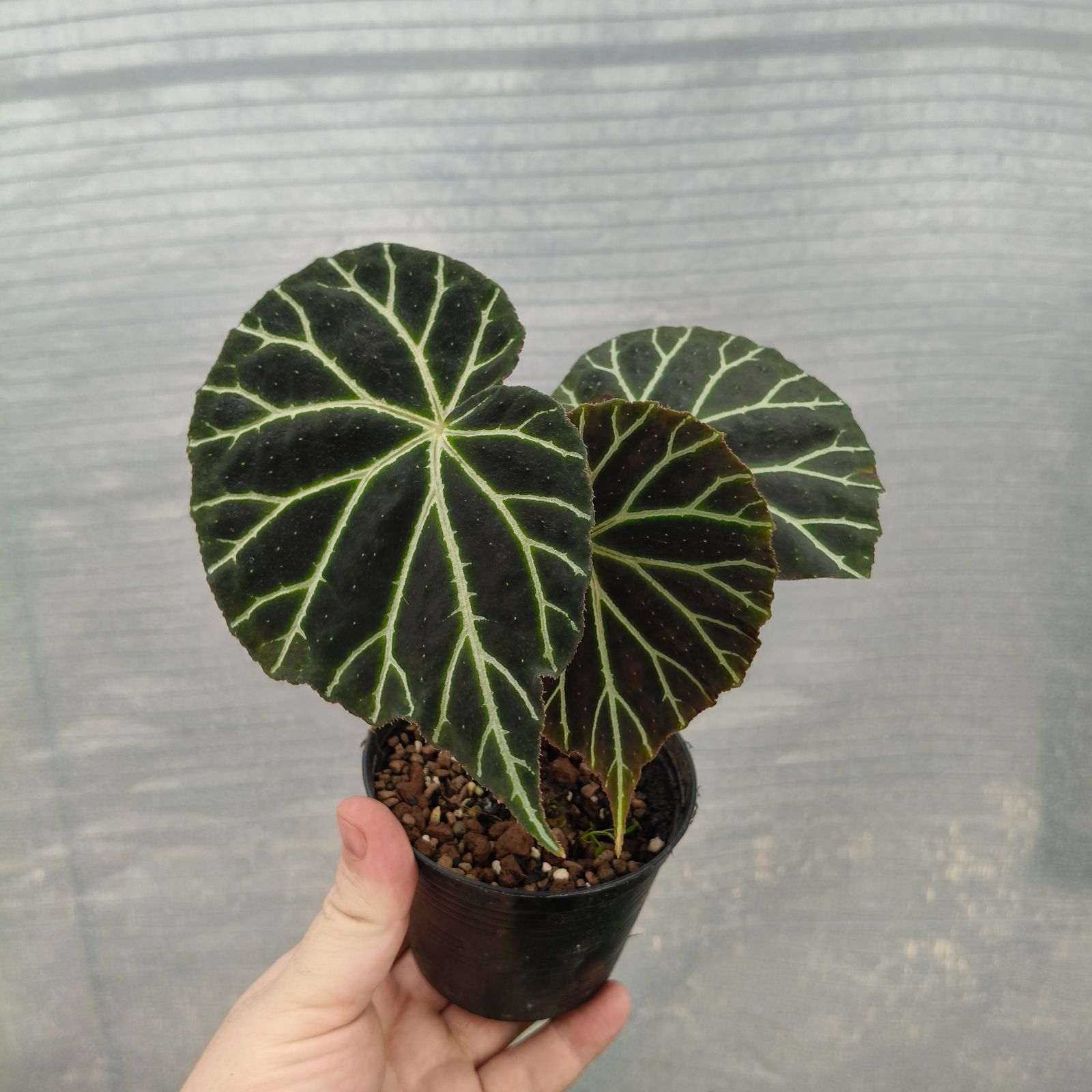 B. locbaosangii