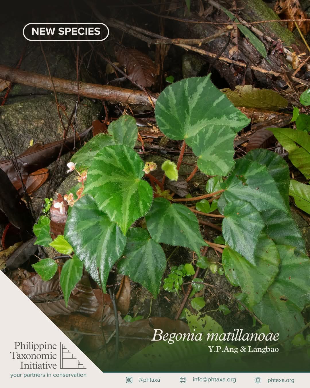 B. matillanoae